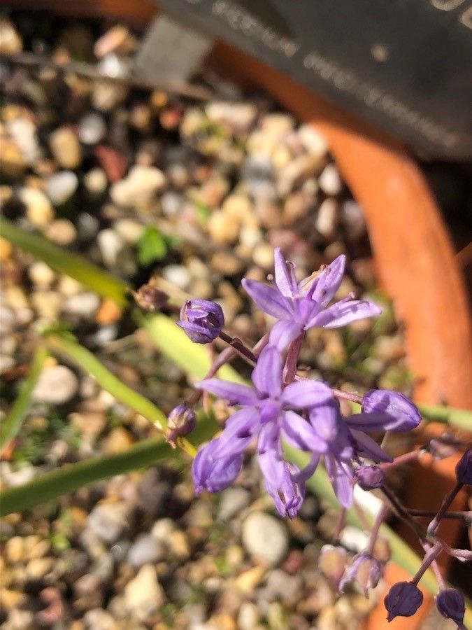Prospero obtusifolium flower