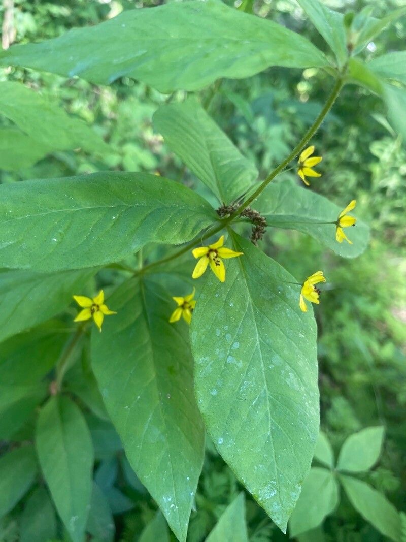 Lysimachia quadrifolia — search result for 'Primulaceae'