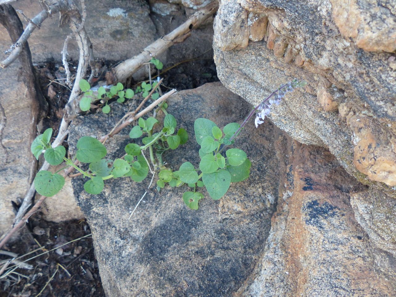 Coleus lanuginosus habit