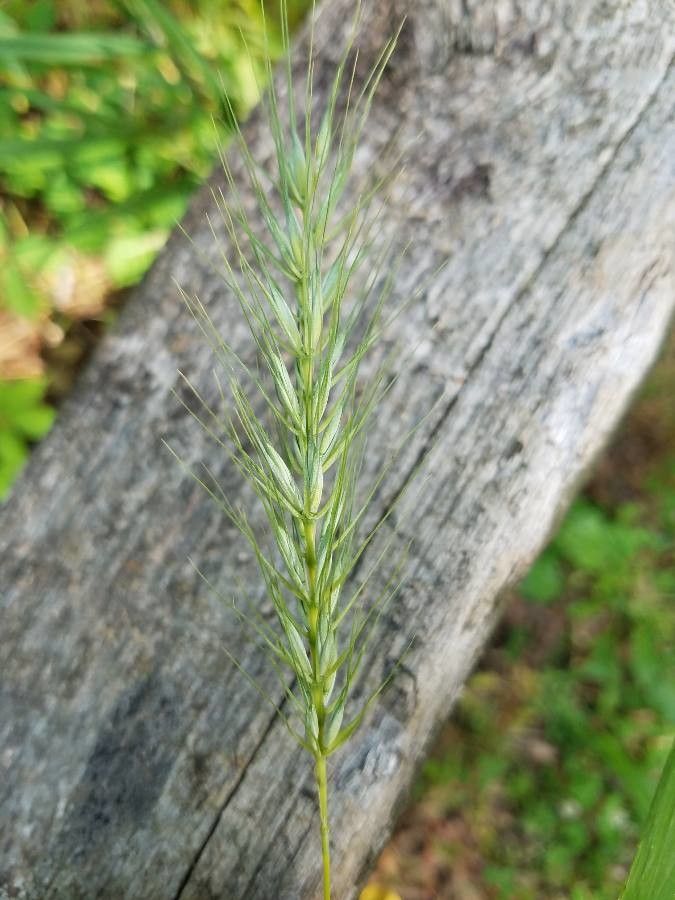 Elymus virginicus flower