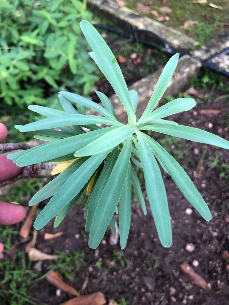 Euphorbia pedroi — houseplant care guide