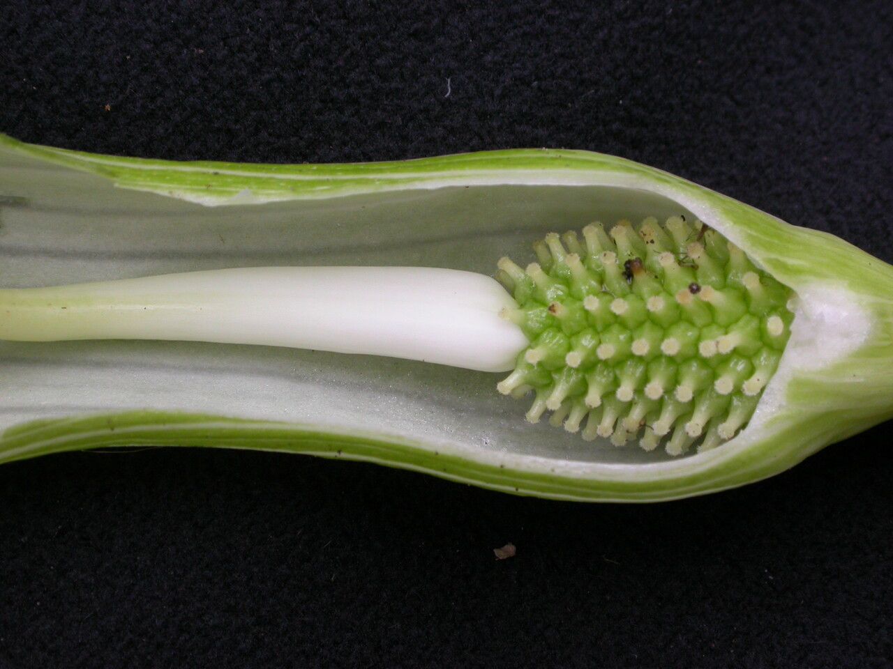 Arisaema intermedium flower