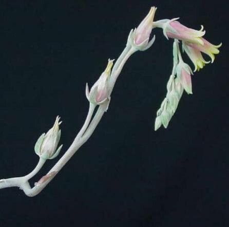 Echeveria halbingeri flower