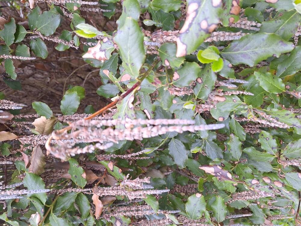 Garrya × issaquahensis flower