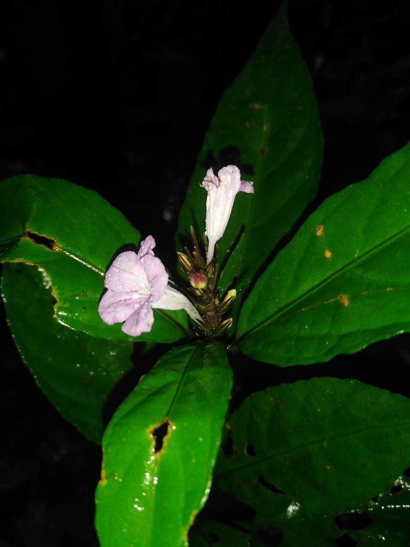 Ruellia terminalis flower