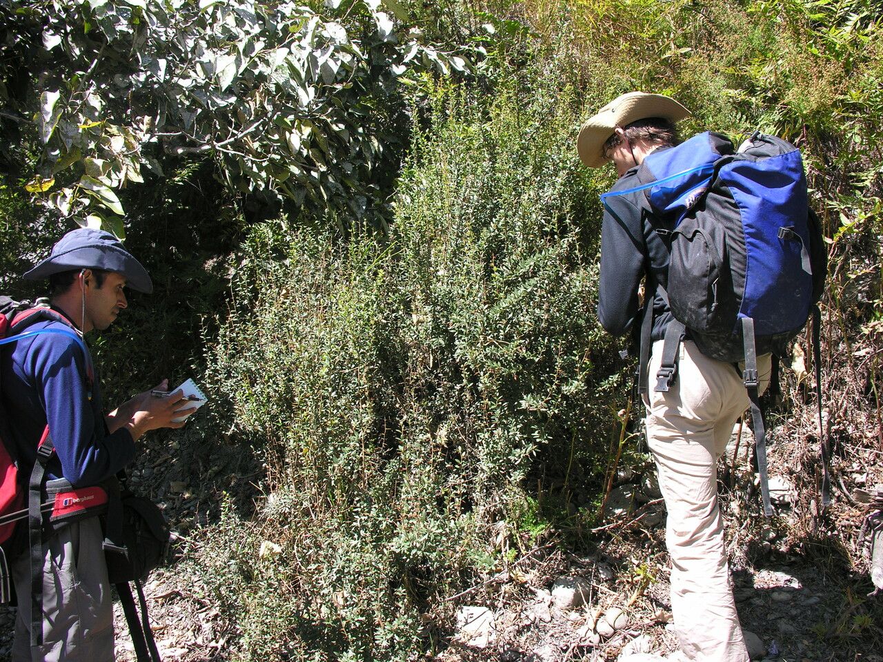 Berberis jaeschkeana other