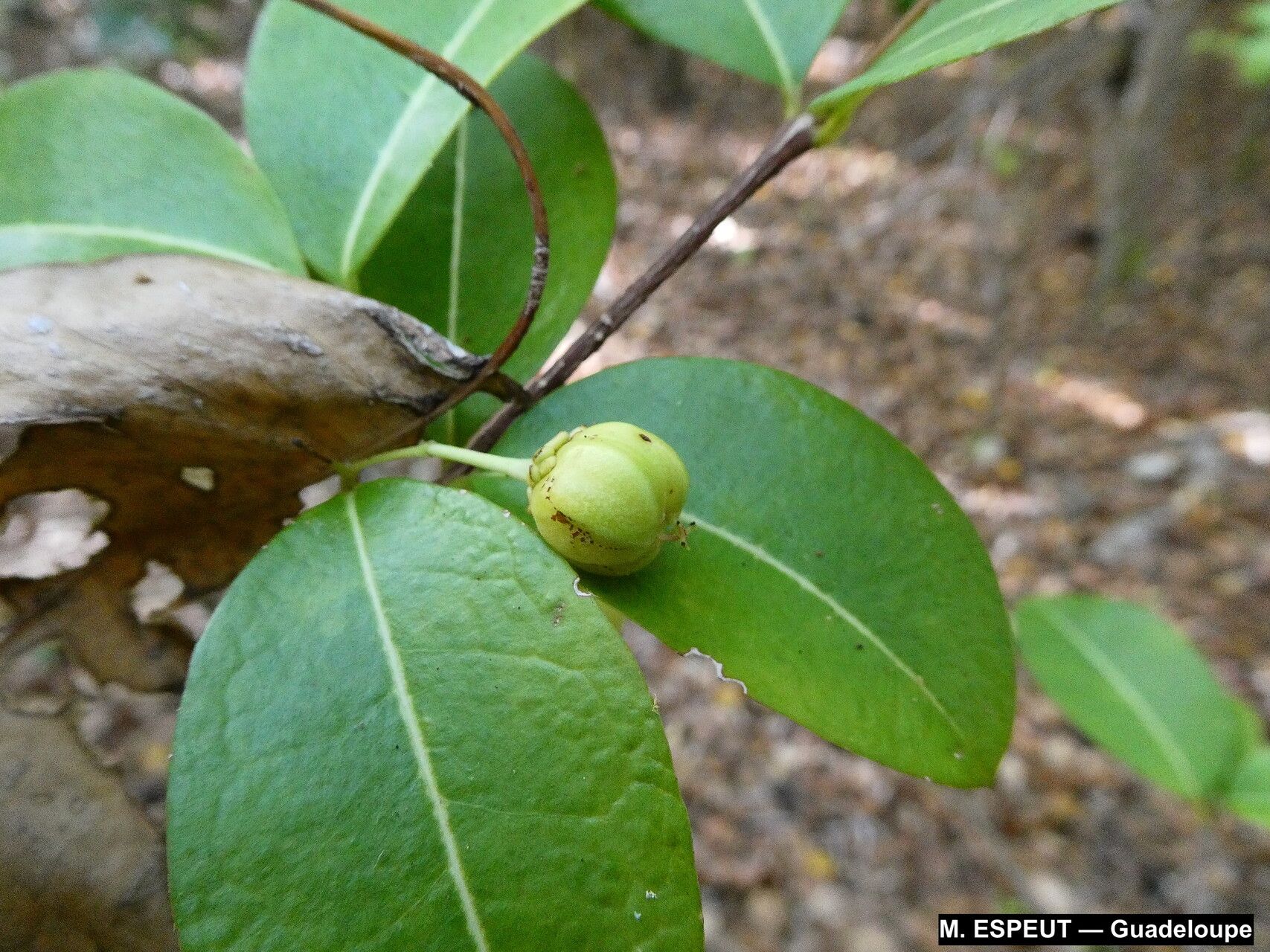 Malpighia martinicensis fruit