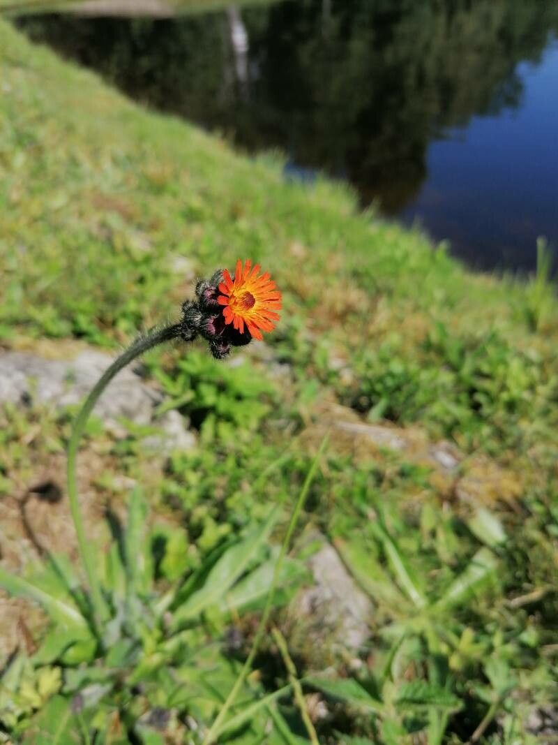 Hieracium aurantiacum fruit