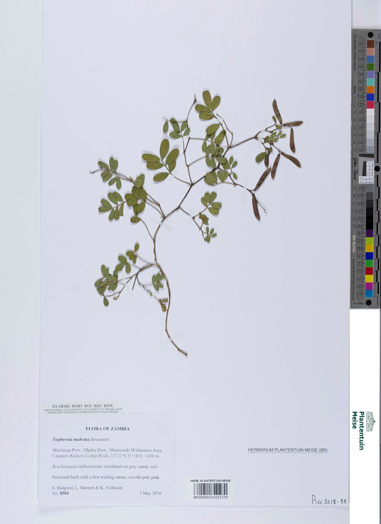 Tephrosia malvina — search result for 'Tephrosia'