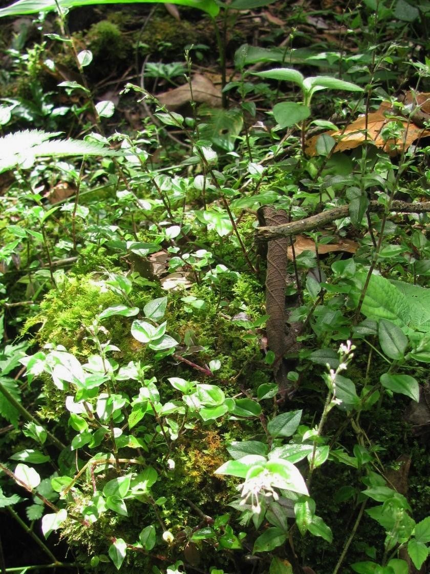 Callisia monandra habit