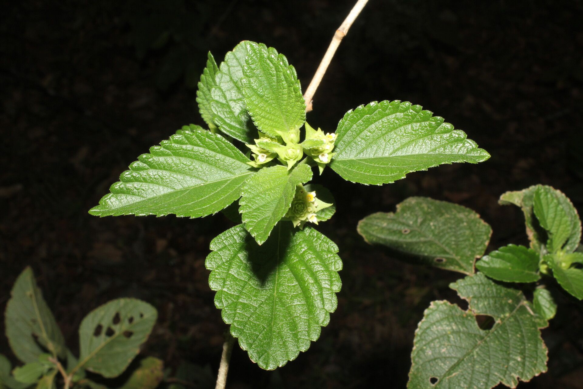 Lippia cardiostegia — search result for 'Lippia'