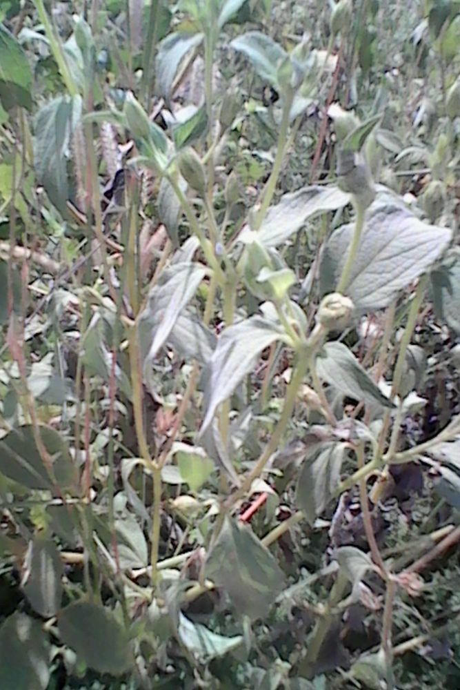 Blainvillea gayana leaf