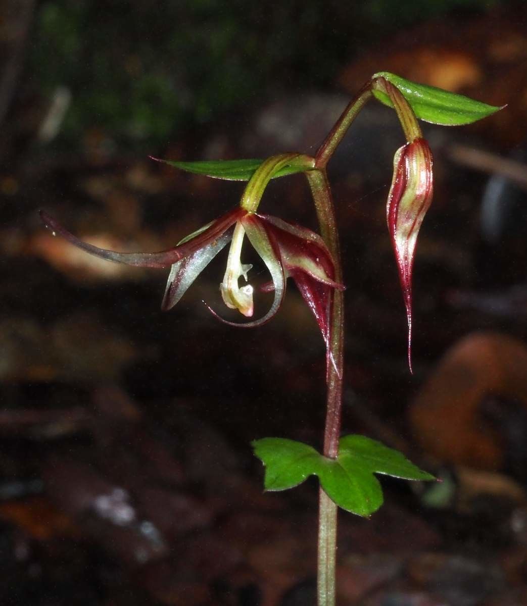 Acianthus bracteatus flower