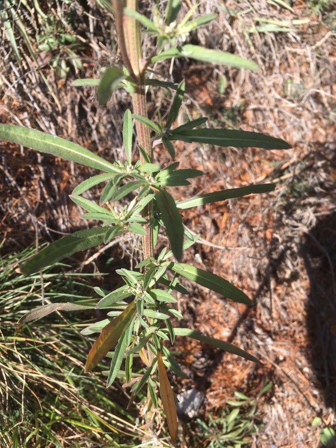 Erysimum virgatum — search result for 'Erysimum'