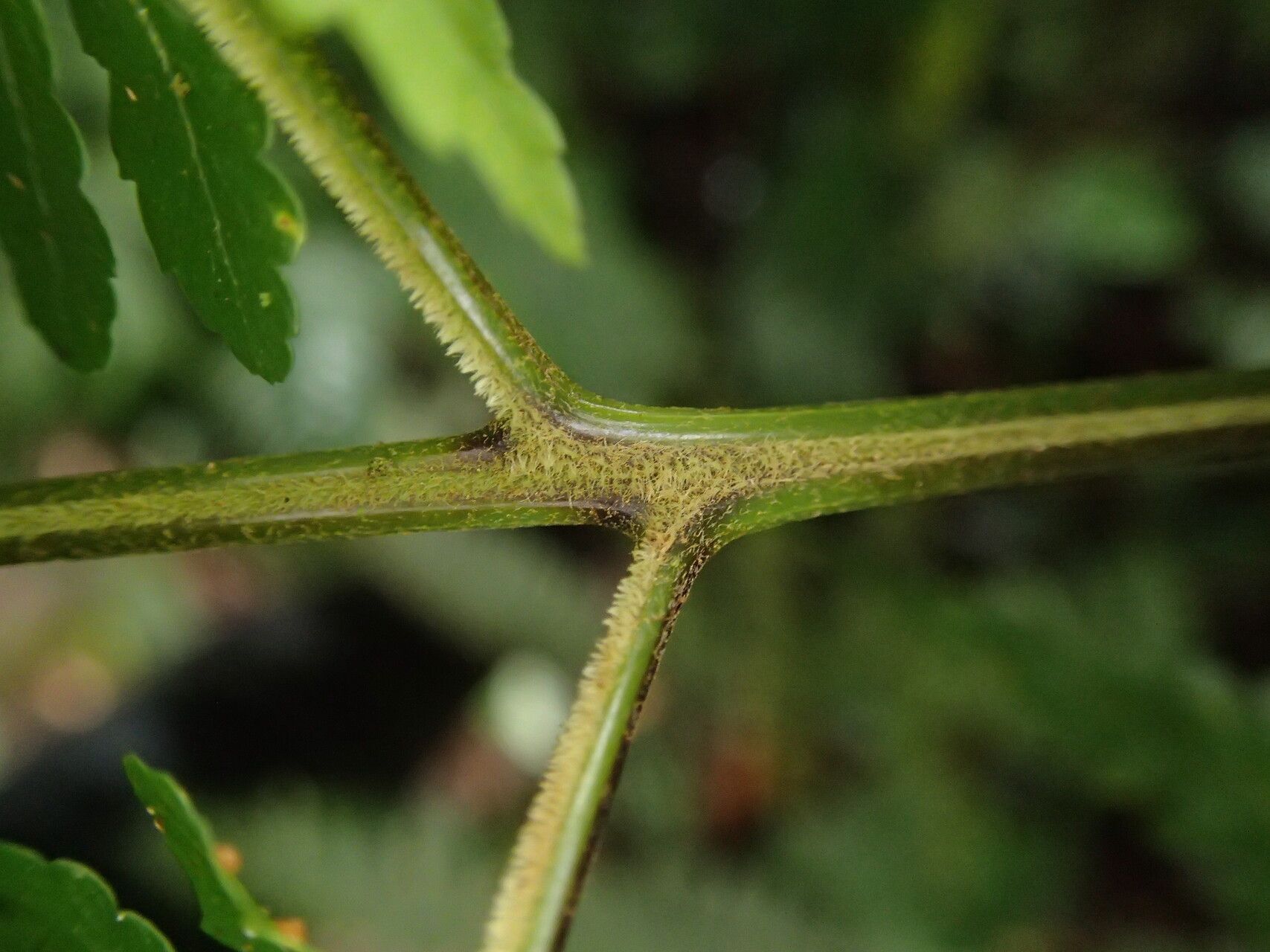 Parapolystichum currorii other