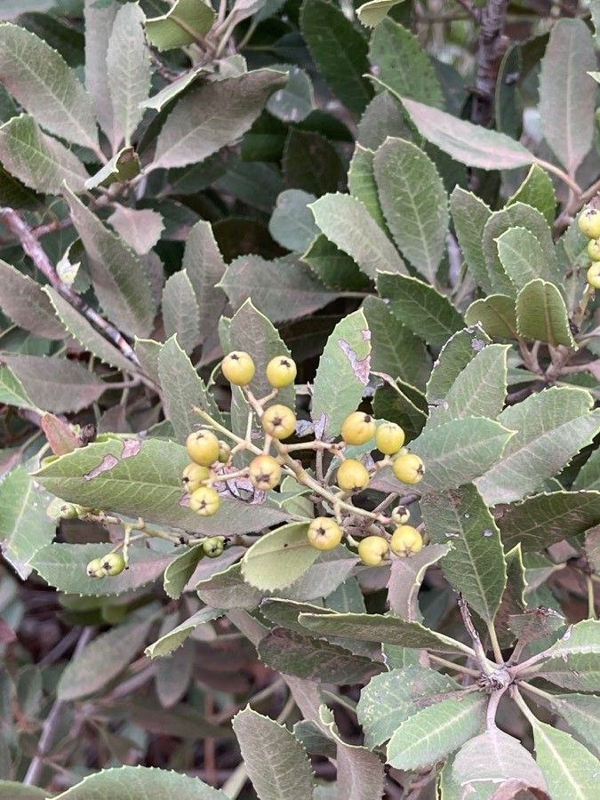 Heteromeles arbutifolia fruit
