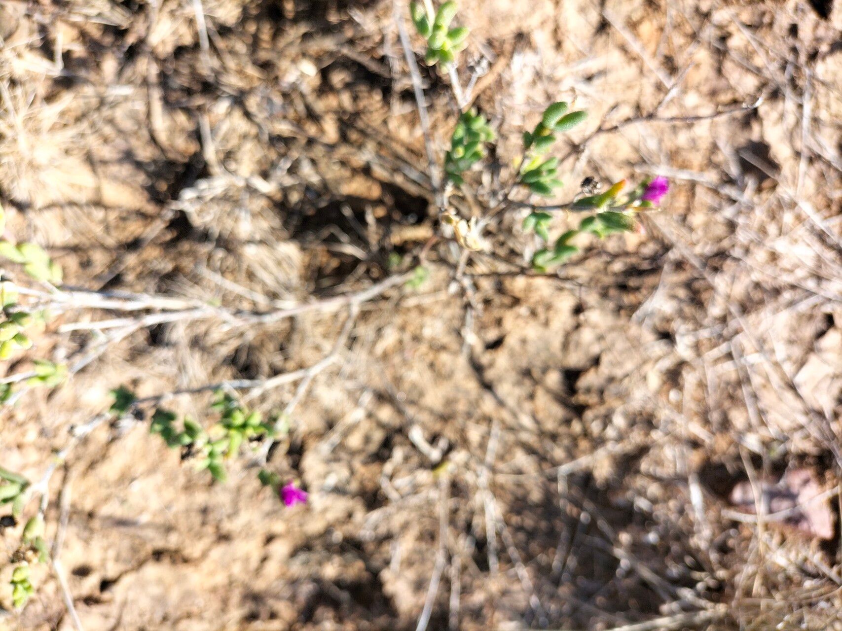 Trichodiadema pomeridianum — houseplant care guide