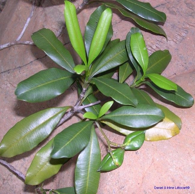 Ochrosia bodenheimarum habit
