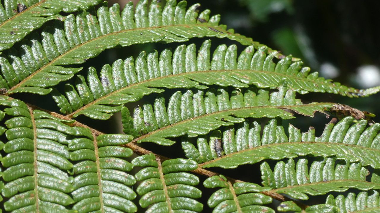 Alsophila borbonica leaf