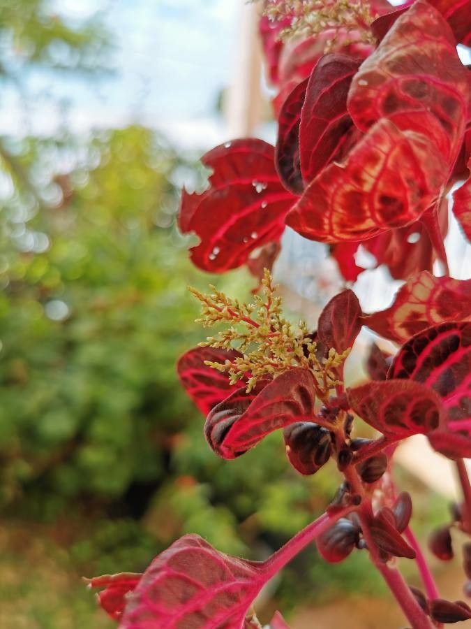 Iresine herbstii leaf