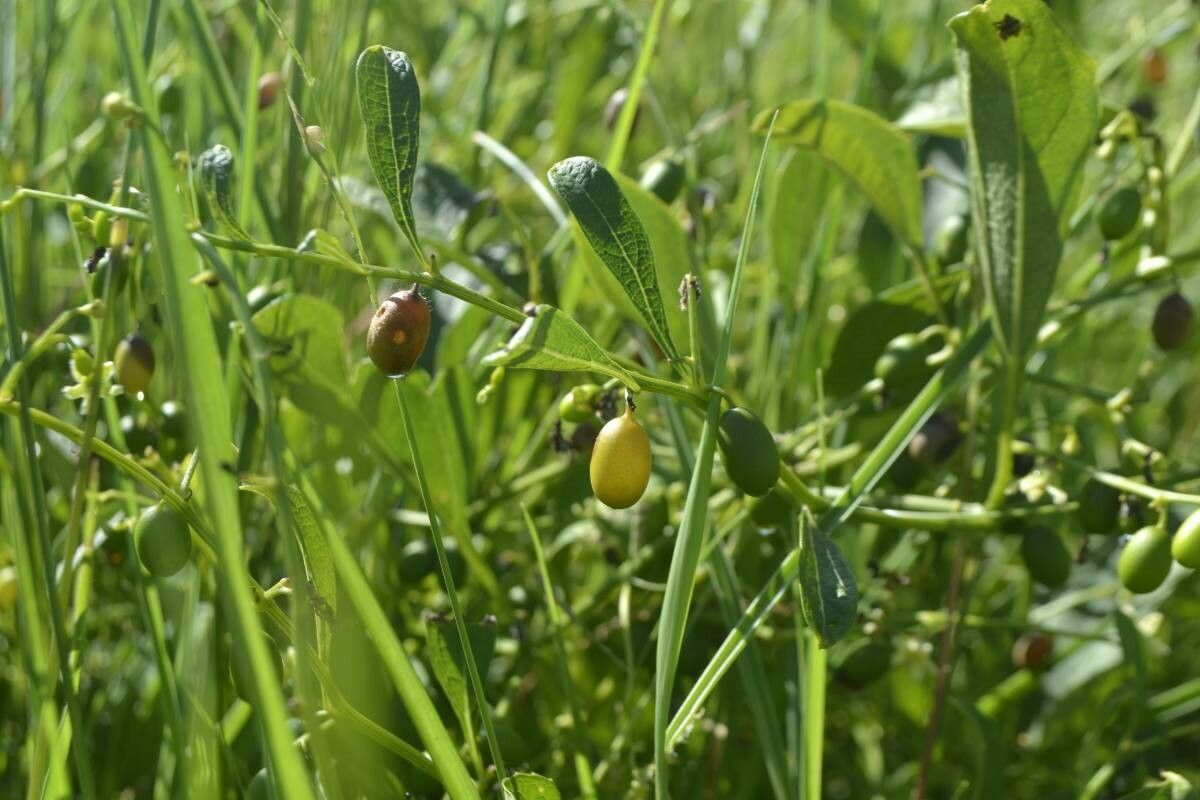 Cayaponia racemosa fruit