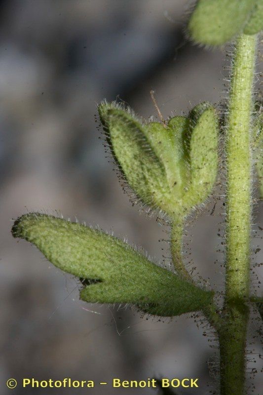 Veronica praecox fruit