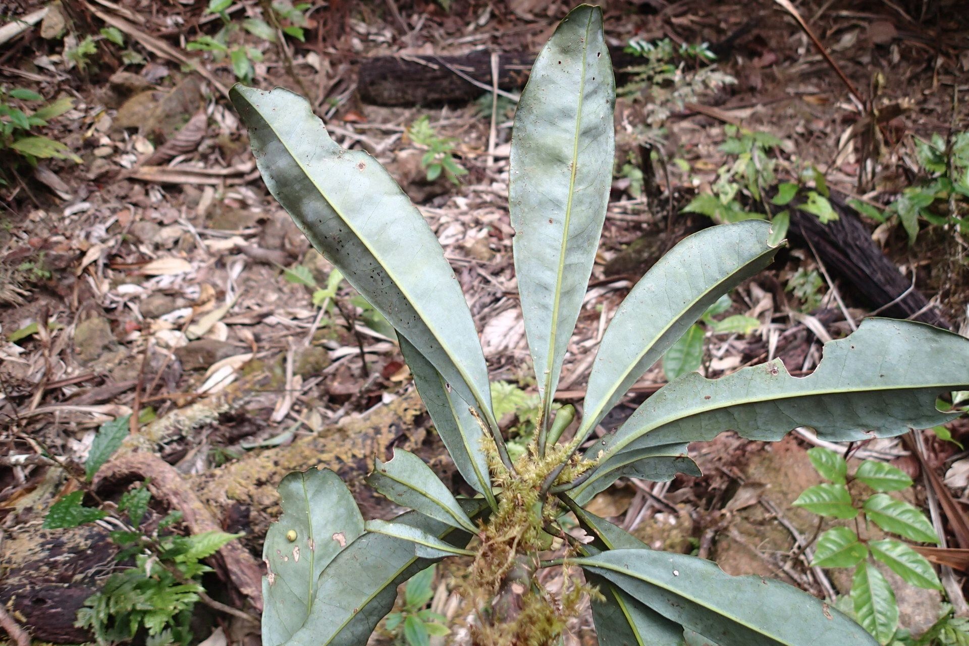 Zygogynum stipitatum — houseplant care guide