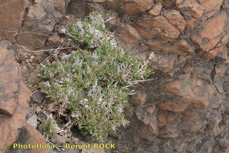 Salvia herbanica — houseplant care guide