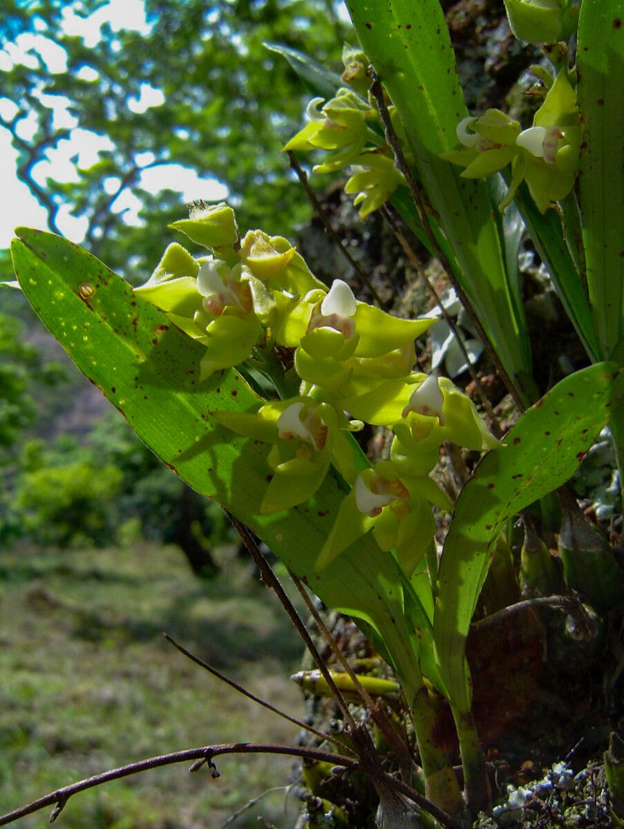 Polystachya zambesiaca — houseplant care guide