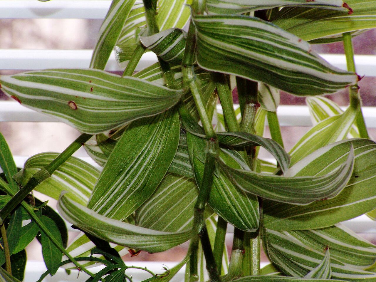 Callisia gentlei leaf