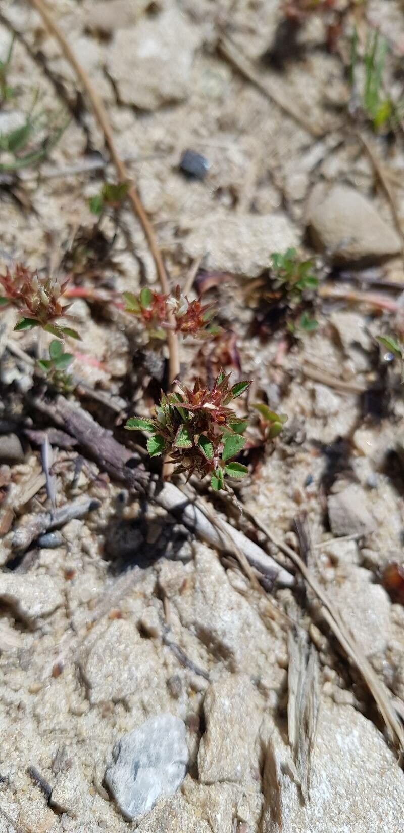 Trifolium scabrum leaf