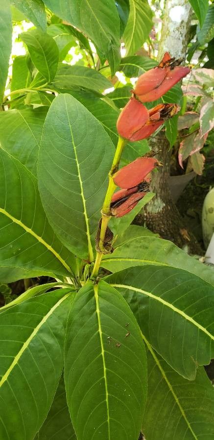 Sanchezia parvibracteata flower