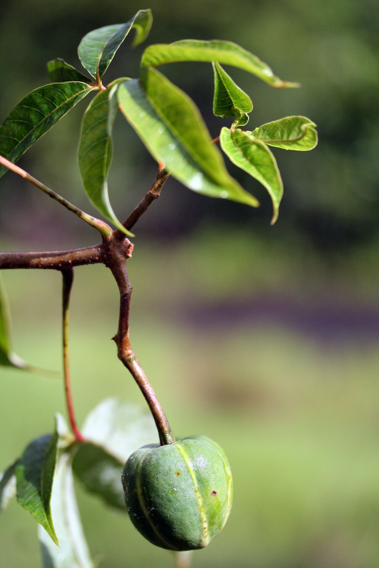 Manihot tristis fruit