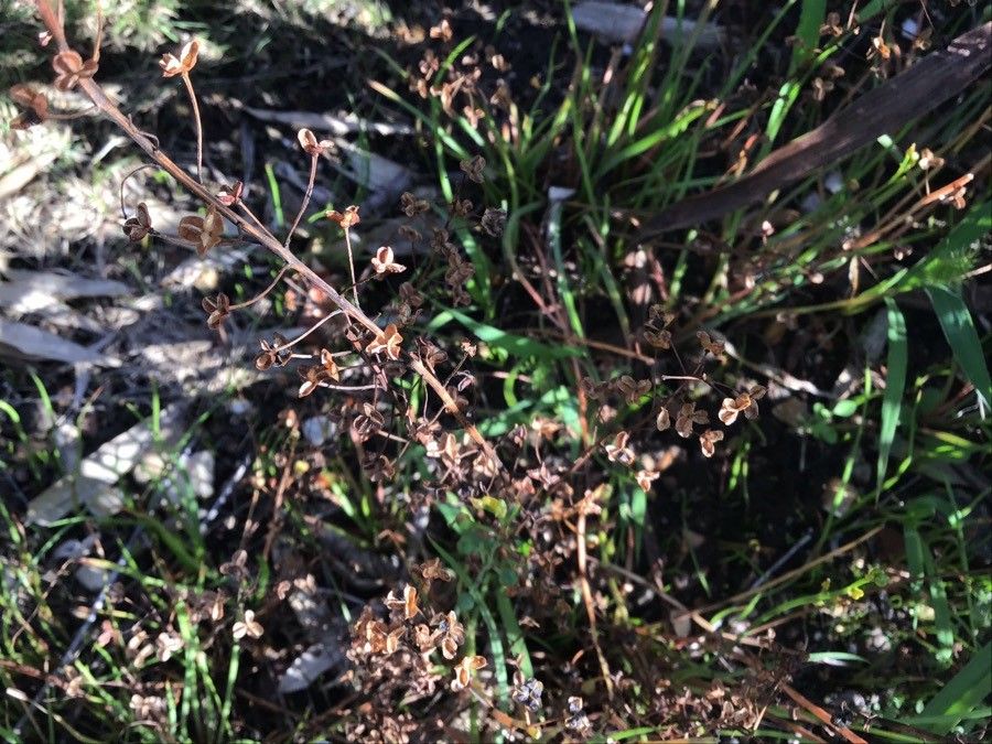 Bulbine semibarbata — search result for 'Bulbine'