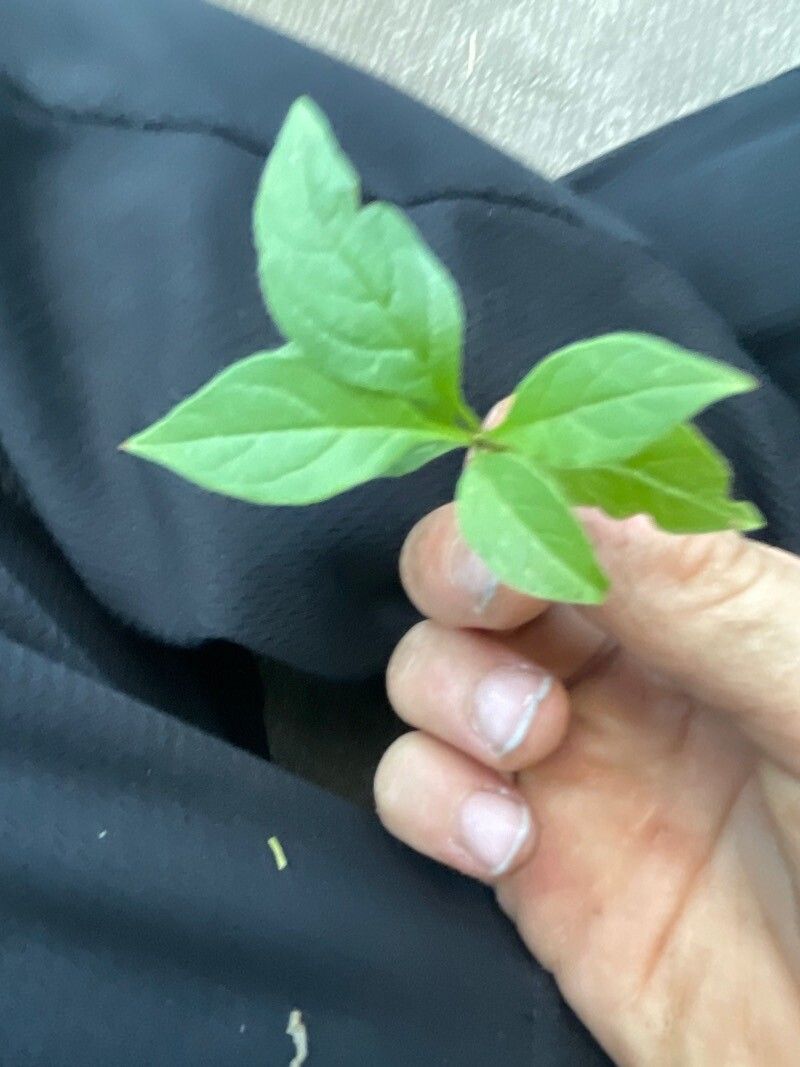 Asclepias quadrifolia — search result for 'Asclepias'
