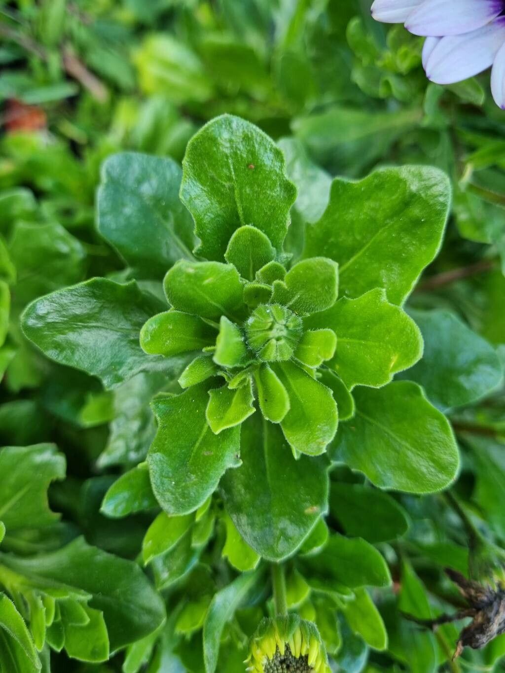 Dimorphotheca fruticosa leaf