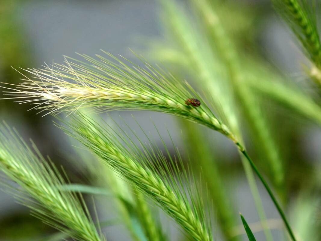 Hordeum murinum fruit