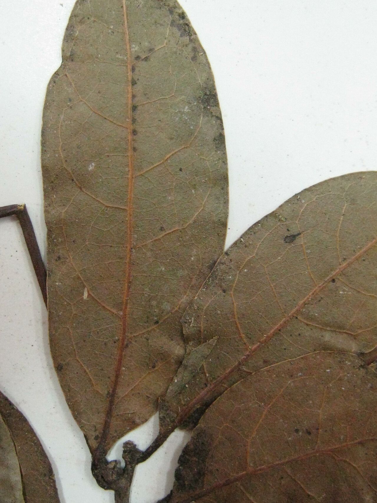 Ocotea diffusa other