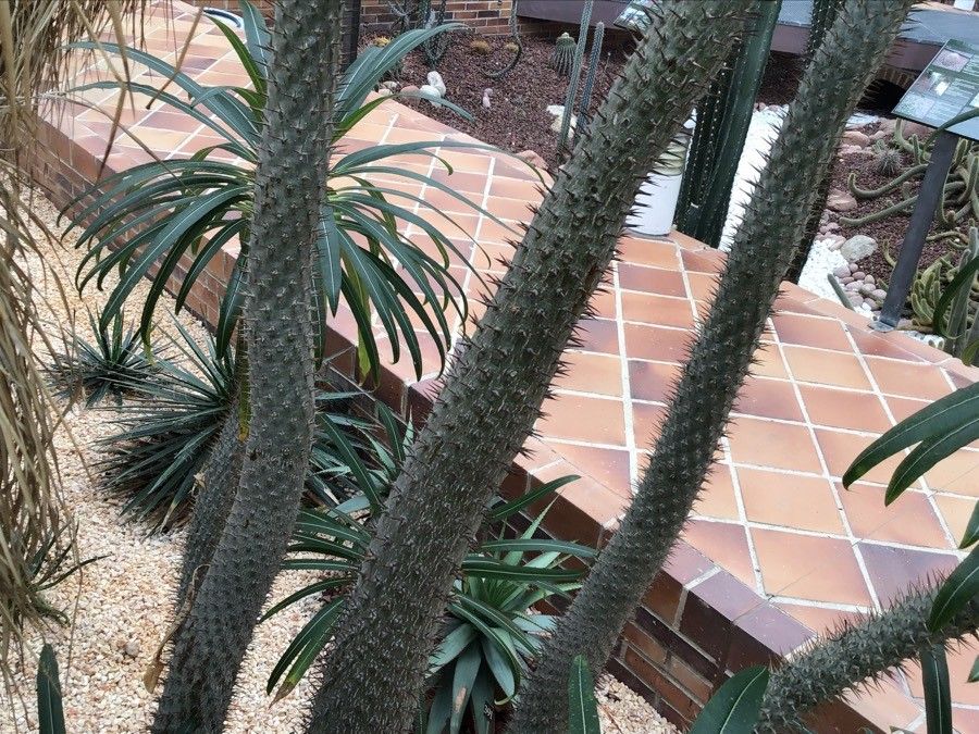 Pachypodium geayi bark