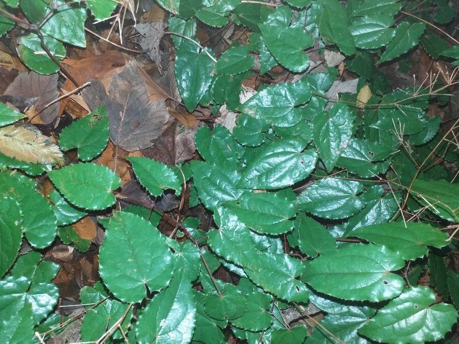 Epimedium rhizomatosum — houseplant care guide