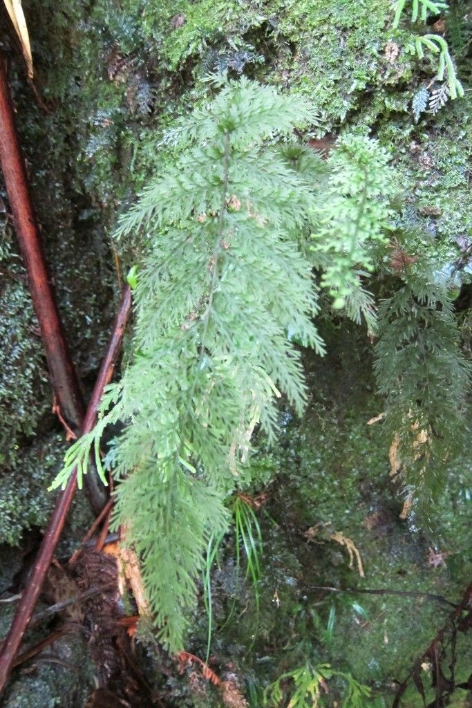 Trichomanes apiifolium habit