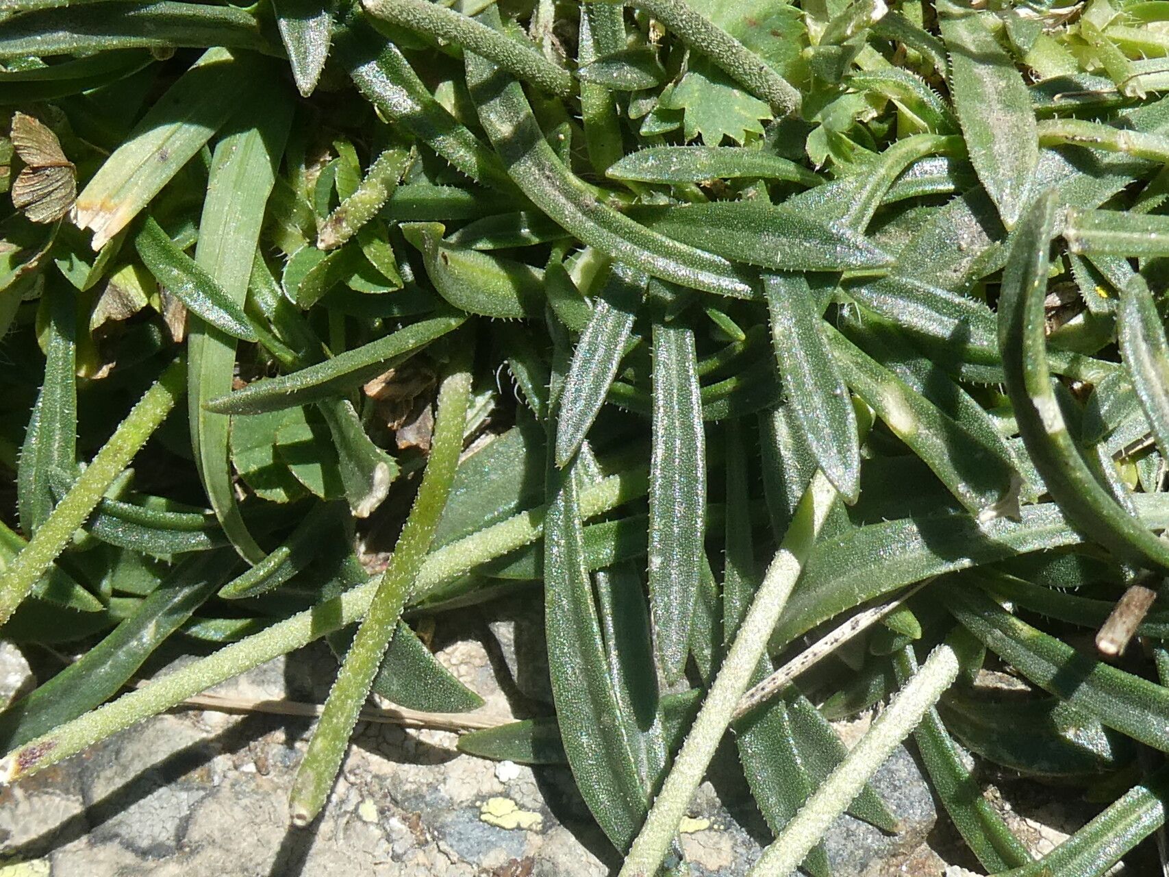 Silene ciliata leaf