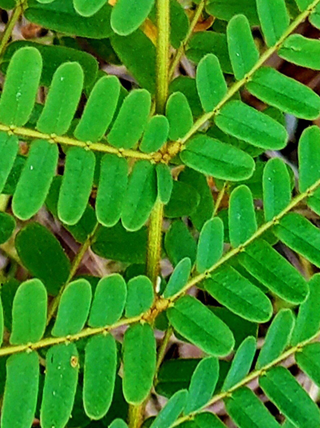 Peltophorum dasyrhachis — related species from the same genus