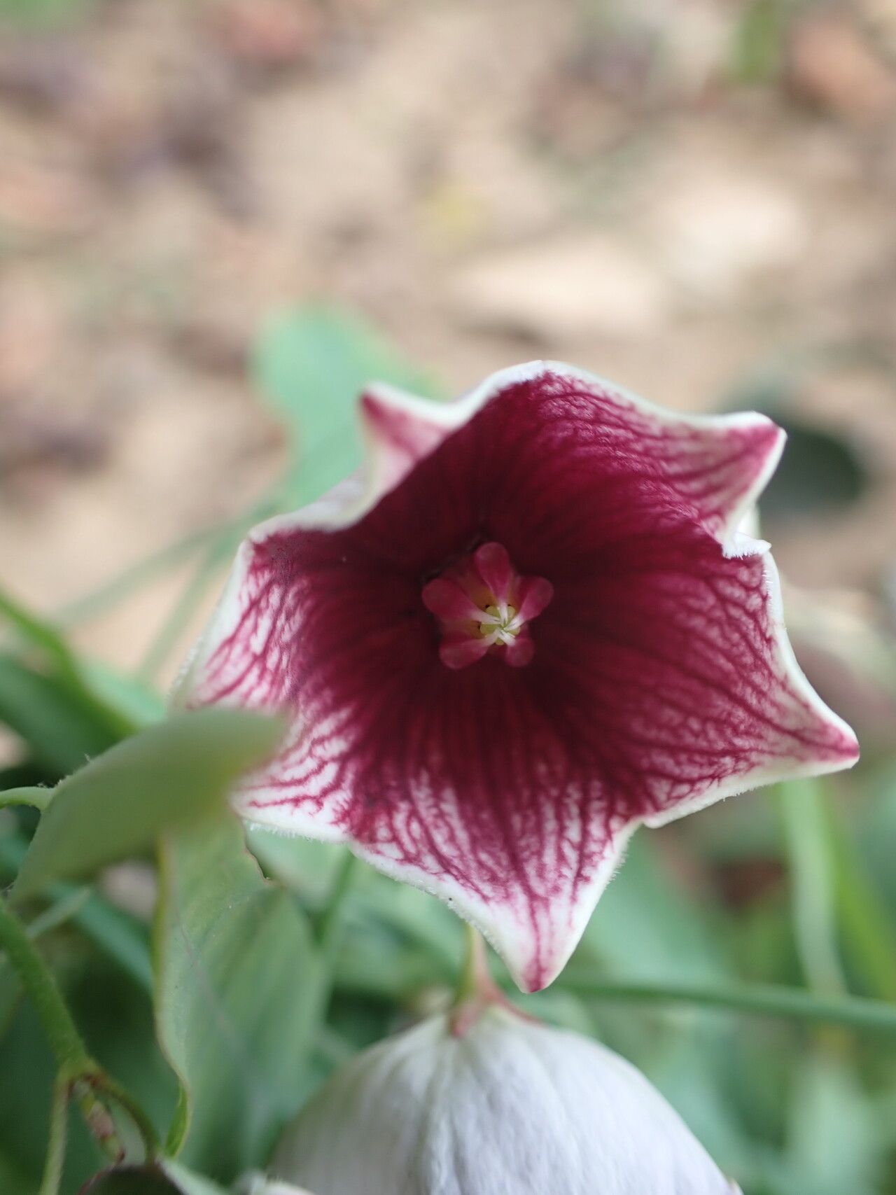 Oxystelma bornouense flower