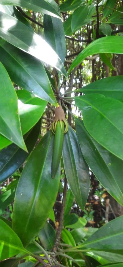 Bruguiera sexangula — related species from the same genus