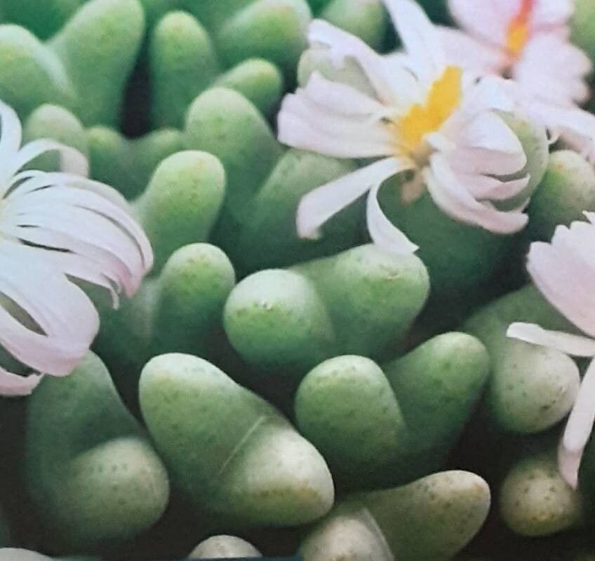 Conophytum blandum flower