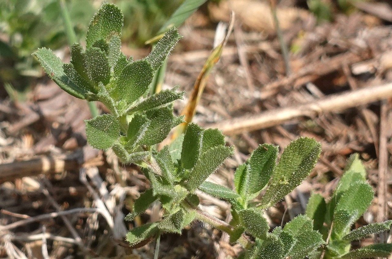 Ononis reclinata leaf