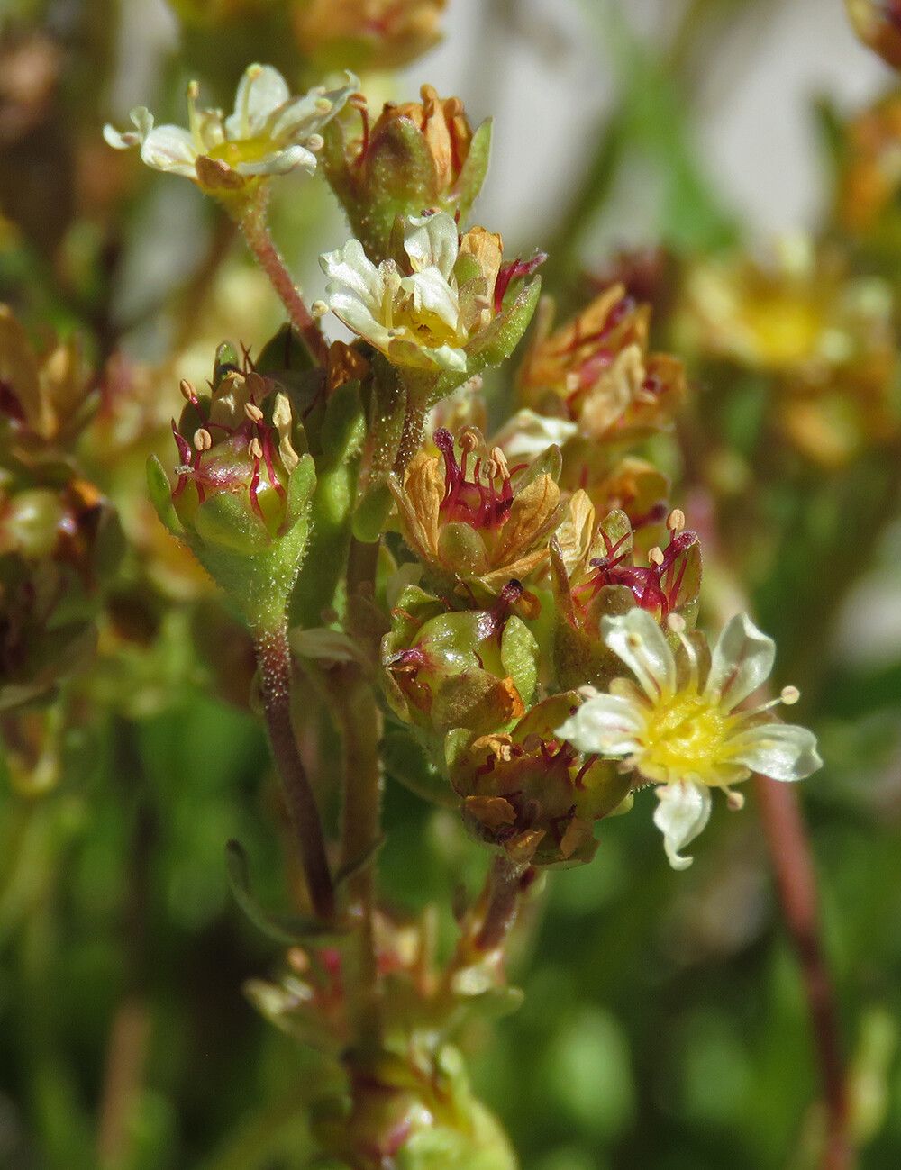 Saxifraga exarata fruit