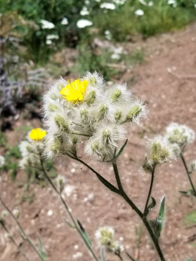 Hieracium scouleri flower