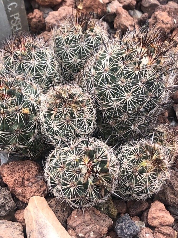 Coryphantha pseudoechinus — search result for 'Coryphantha'